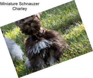 Miniature Schnauzer Charley