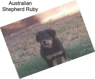 Australian Shepherd Ruby