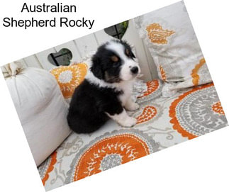 Australian Shepherd Rocky