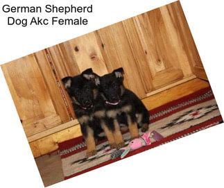 German Shepherd Dog Akc Female