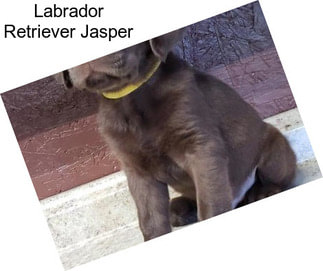 Labrador Retriever Jasper