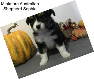 Miniature Australian Shepherd Sophie