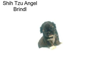 Shih Tzu Angel Brindl