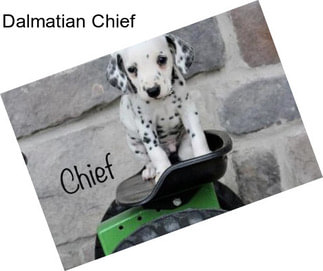 Dalmatian Chief