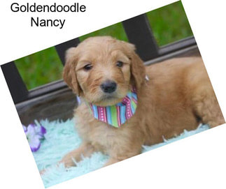 Goldendoodle Nancy