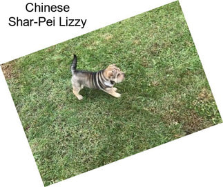Chinese Shar-Pei Lizzy