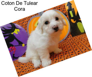 Coton De Tulear Cora