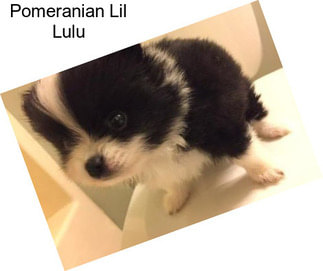 Pomeranian Lil Lulu