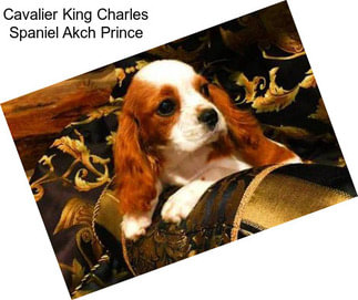 Cavalier King Charles Spaniel Akch Prince