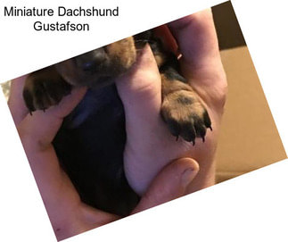Miniature Dachshund Gustafson