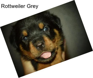 Rottweiler Grey