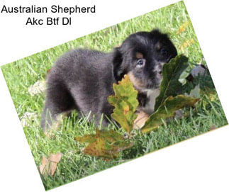 Australian Shepherd Akc Btf Dl