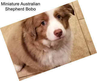 Miniature Australian Shepherd Bobo