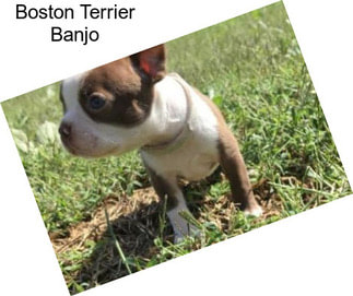 Boston Terrier Banjo
