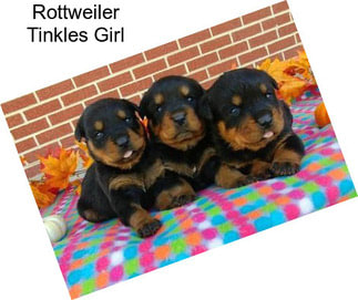 Rottweiler Tinkles Girl