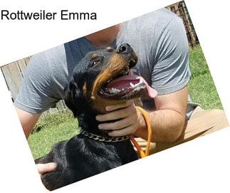 Rottweiler Emma