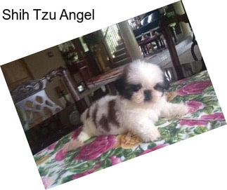 Shih Tzu Angel