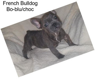 French Bulldog Bo-blu/choc