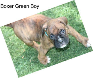 Boxer Green Boy