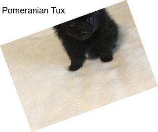 Pomeranian Tux