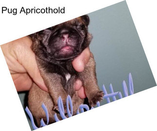 Pug Apricothold