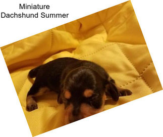 Miniature Dachshund Summer