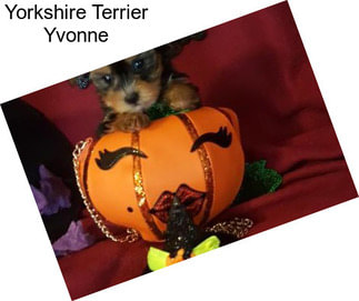 Yorkshire Terrier Yvonne