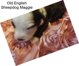 Old English Sheepdog Maggie