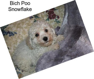 Bich Poo Snowflake