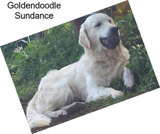 Goldendoodle Sundance