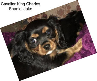 Cavalier King Charles Spaniel Jake