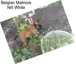 Belgian Malinois Nili White