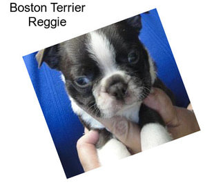 Boston Terrier Reggie