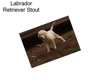 Labrador Retriever Stout