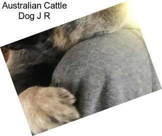 Australian Cattle Dog J R