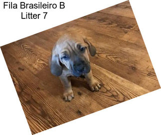 Fila Brasileiro B Litter 7