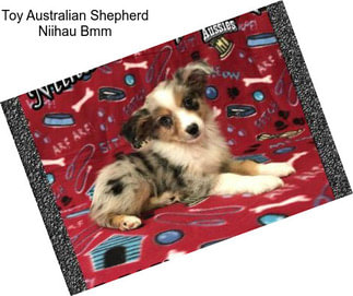 Toy Australian Shepherd Niihau Bmm
