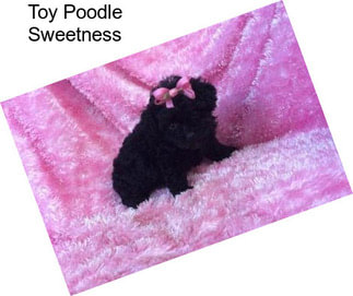 Toy Poodle Sweetness