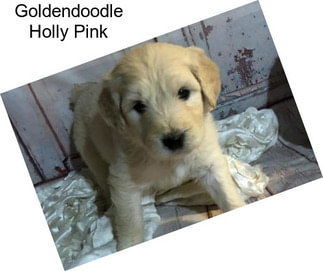 Goldendoodle Holly Pink