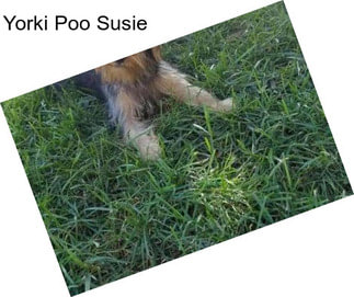 Yorki Poo Susie