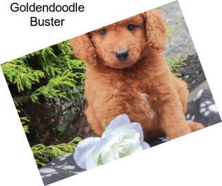 Goldendoodle Buster