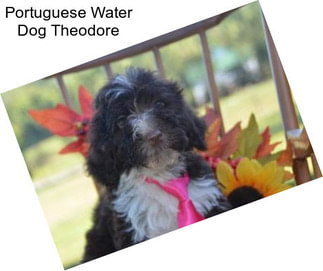 Portuguese Water Dog Theodore