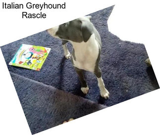Italian Greyhound Rascle