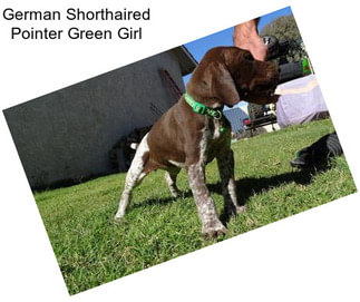 German Shorthaired Pointer Green Girl