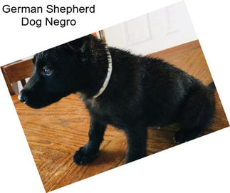 German Shepherd Dog Negro