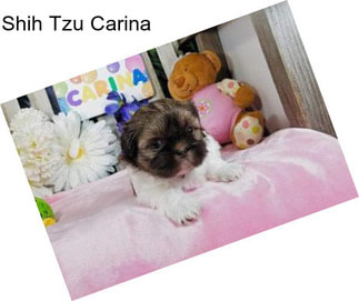 Shih Tzu Carina