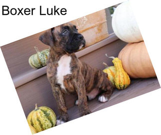 Boxer Luke