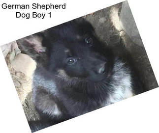 German Shepherd Dog Boy 1