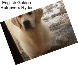 English Golden Retrievers Ryder