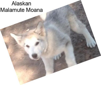 Alaskan Malamute Moana